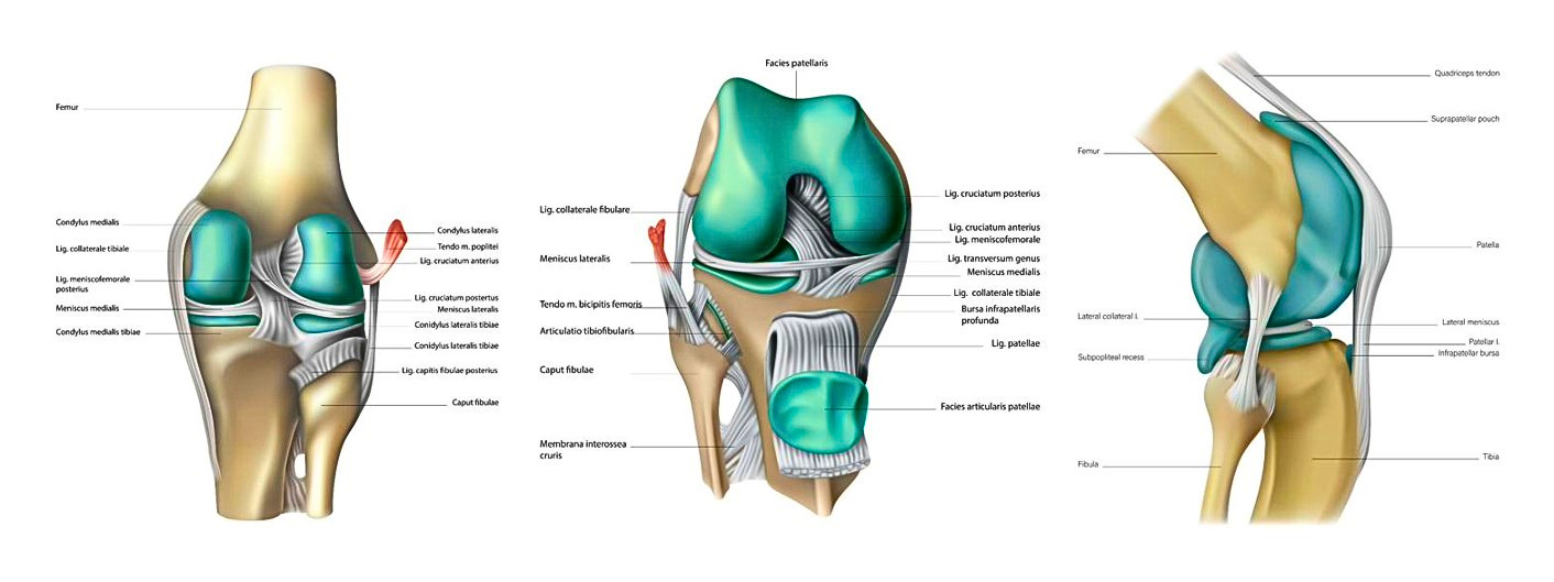 Anatomia del ginocchio, tre viste